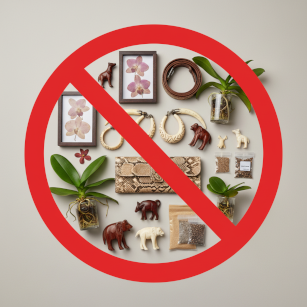 Кораллы и ракушки